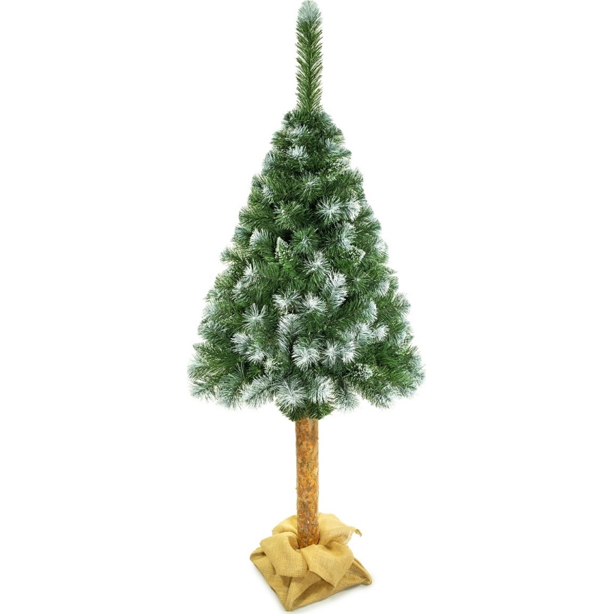 Ziemassvētku eglīte uz stumbra 180 cm priede