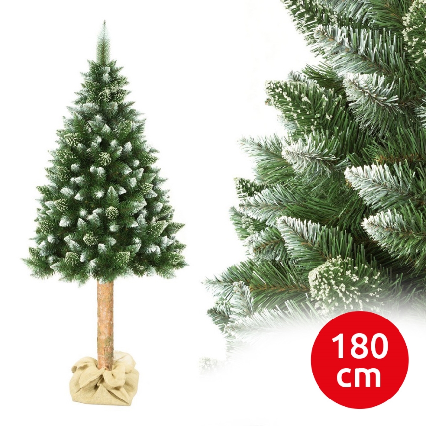 Ziemassvētku eglīte uz stumbra 180 cm priede