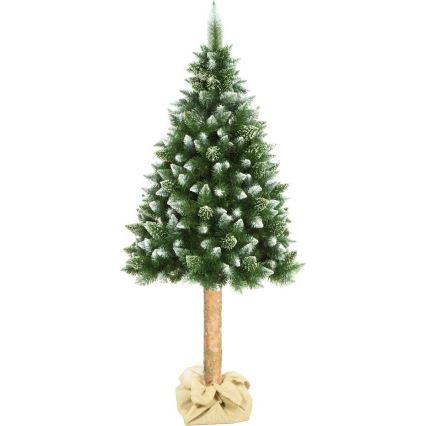 Ziemassvētku eglīte uz stumbra 180 cm priede