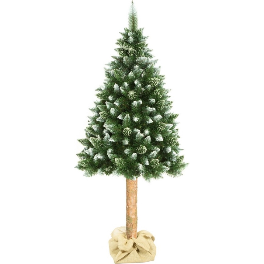 Ziemassvētku eglīte uz stumbra 180 cm priede