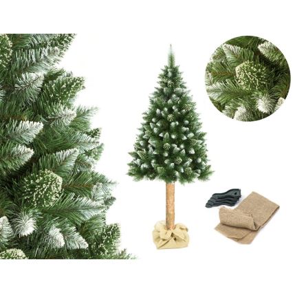Ziemassvētku eglīte uz stumbra 180 cm priede