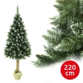 Ziemassvētku eglīte uz stumbra 220 cm egle
