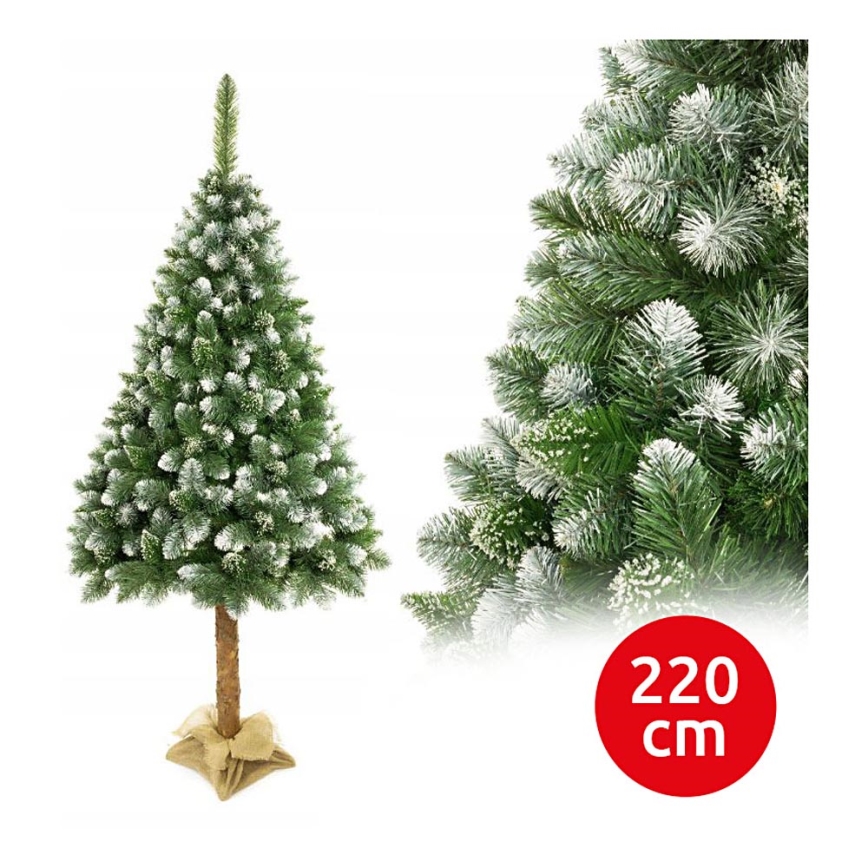 Ziemassvētku eglīte uz stumbra 220 cm priede