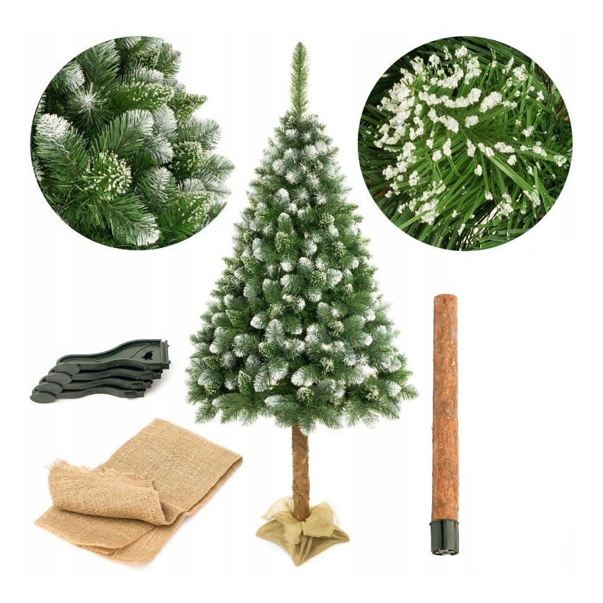 Ziemassvētku eglīte uz stumbra 220 cm priede
