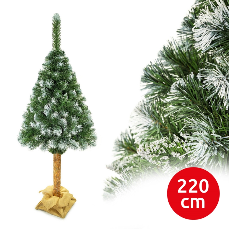 Ziemassvētku eglīte uz stumbra 220 cm priede